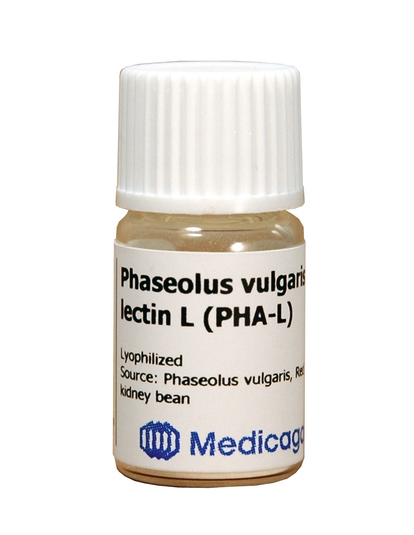 Phaseolus vulgaris lectin (PHA-L)