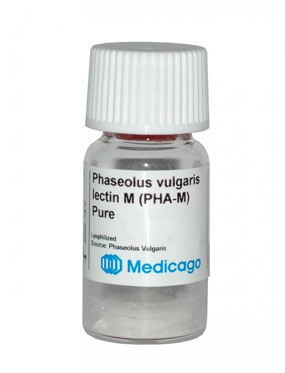 Phaseolus vulgaris lectin M (PHA-M)