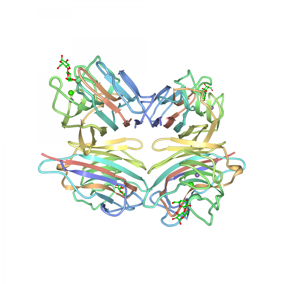 Crystal structure of peanut lectin