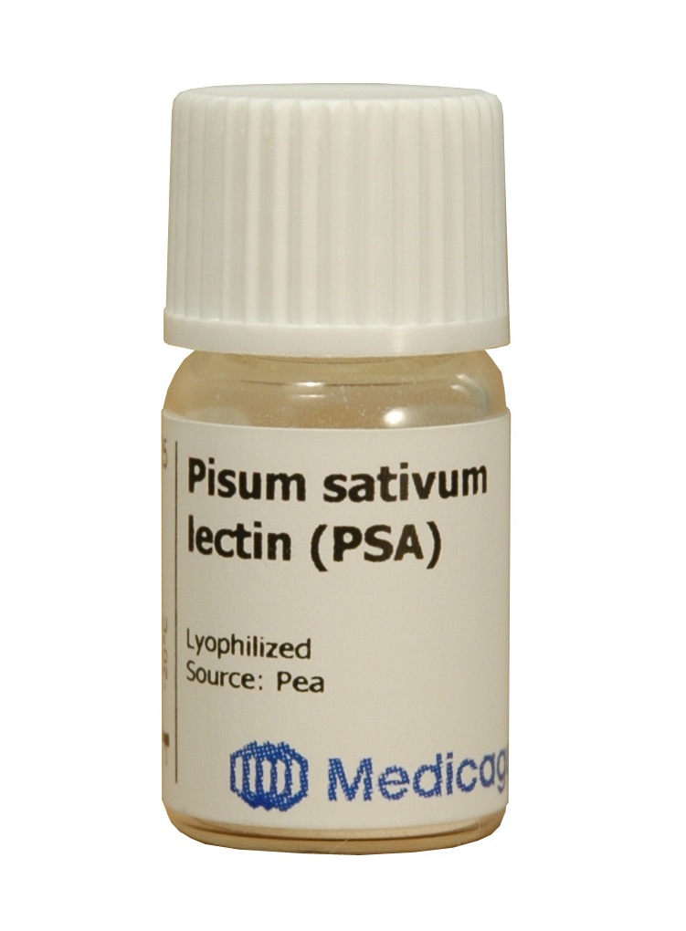 Pisum sativum lectin (PSA)