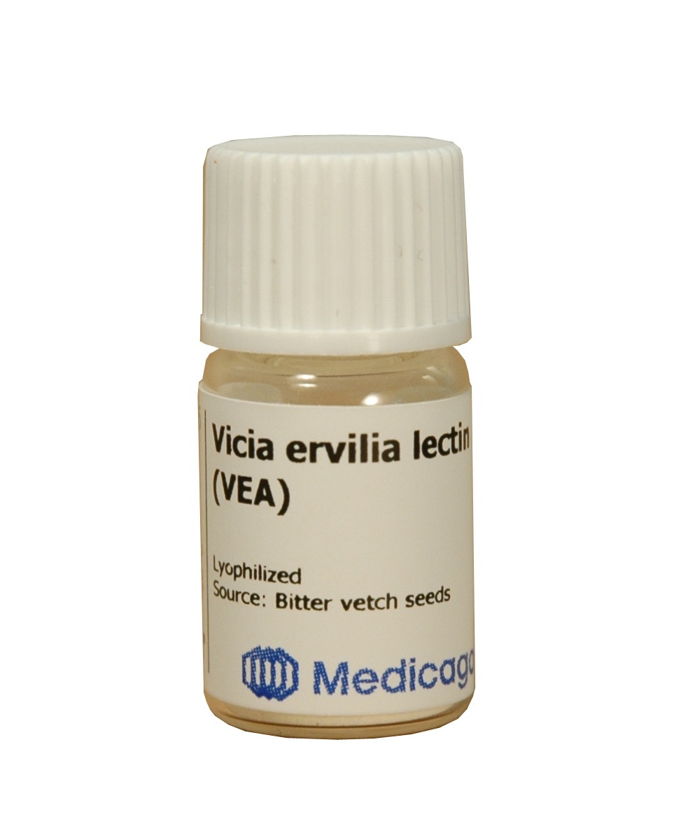 Vicia ervilia lectin (VEA)