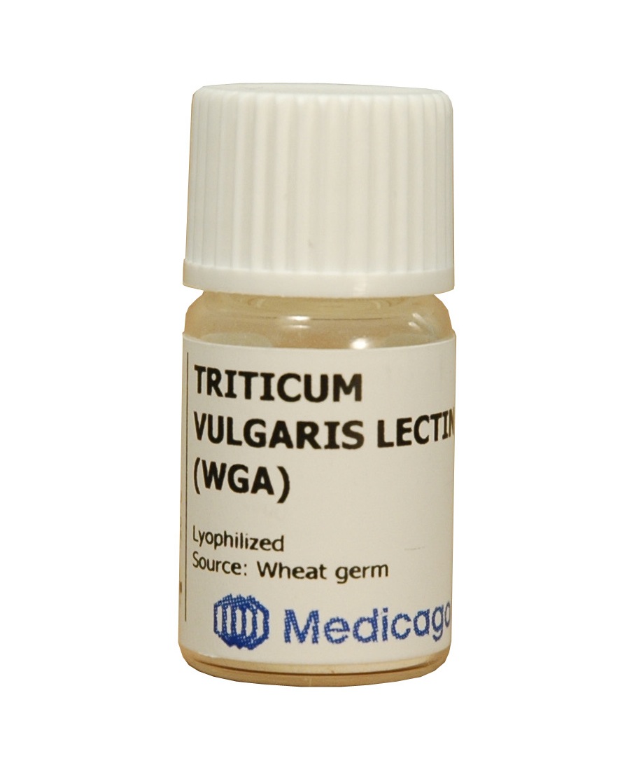 Triticum vulgaris lectin (WGA)